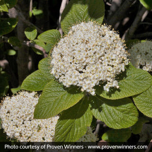 Red Balloon™ Viburnum (Viburnum x rhytidophylloides 'Redell') growing in a garden landscape, showing mature shrub form.