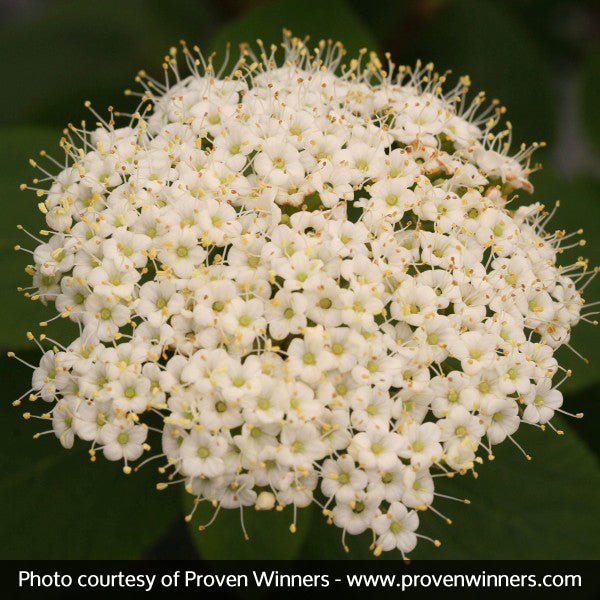 Red Balloon™ Viburnum (Viburnum x rhytidophylloides 'Redell'), a shrub featuring white flowers and deciduous.