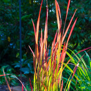 Red Baron Japanese Blood Grass - Nature Hills Nursery - #1 Container - 