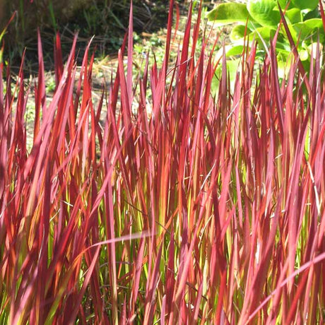 Red Baron Japanese Blood Grass - Nature Hills Nursery - #1 Container - 