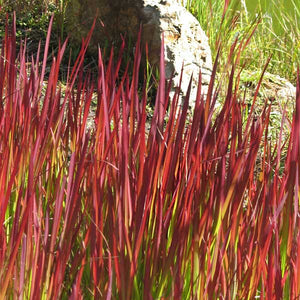 Red Baron Japanese Blood Grass - Nature Hills Nursery - #1 Container - 