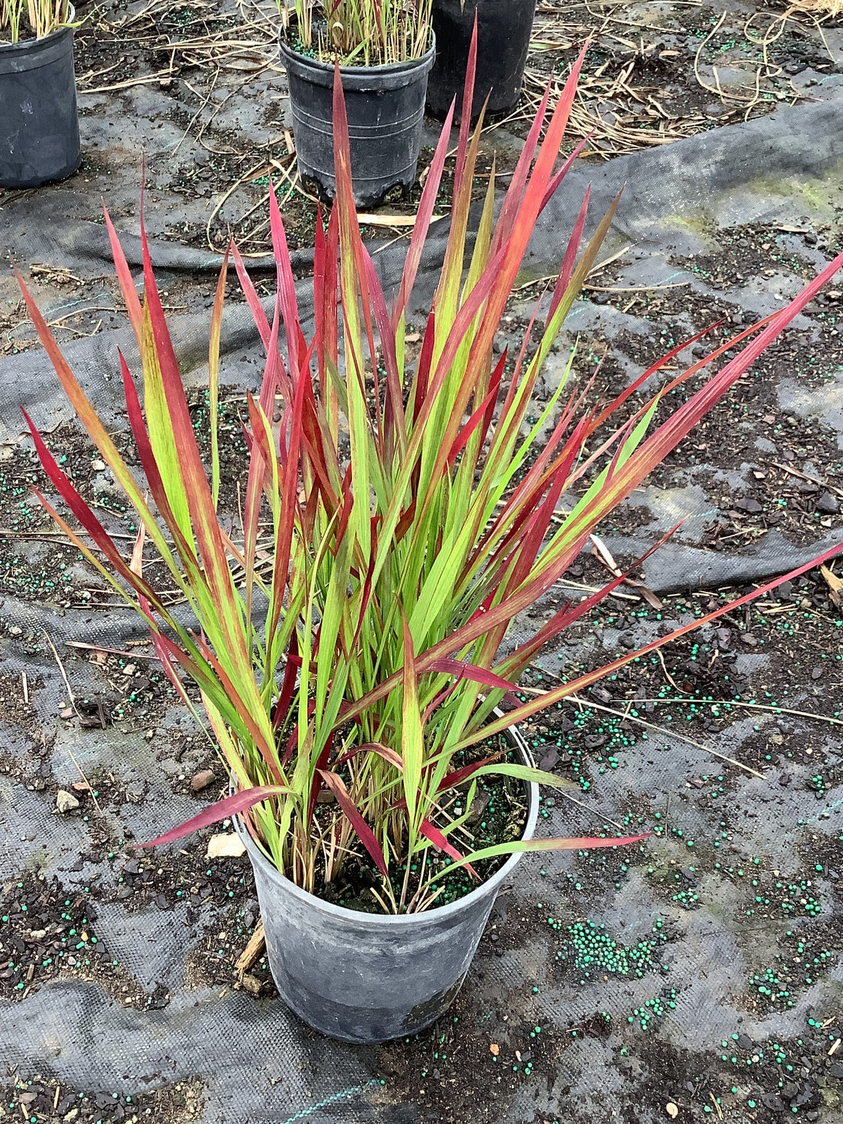 Red Baron Japanese Blood Grass