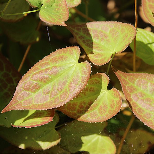 Red Barrenwort - Nature Hills Nursery - #1 Container - 