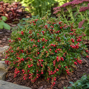 Red Candy Lingonberry bush laden with bright red berries in a residential garden bed.