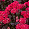 Red Cauliflower Sedum - Nature Hills Nursery - 3 Pack Bareroot - 