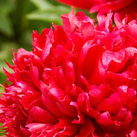 Red Charm Peony