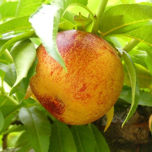 Red Diamond Nectarine Tree - Nature Hills Nursery - Paper Pot 4 - 5 Feet - 