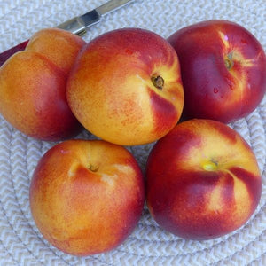 Red Diamond Nectarine Tree - Nature Hills Nursery - Paper Pot 4 - 5 Feet - 