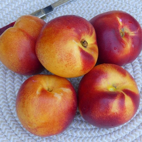 Red Diamond Nectarine Tree - Nature Hills Nursery - Paper Pot 4 - 5 Feet - 