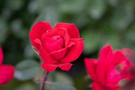 Vibrant red double blooms of Red Double Knock Out Rose, Rosa 'Radtko', photographed in a lush garden setting.