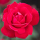 Plants Under $30