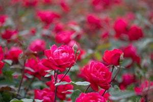Red Double Knock Out Rose blooming with vivid crimson-pink double flowers and buds in a lush garden planting.