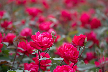Red Double Knock Out Rose blooming with vivid crimson-pink double flowers and buds in a lush garden planting.