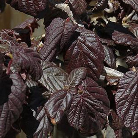 Red Dragon Contorted Filbert - Nature Hills Nursery - #3 Container - 