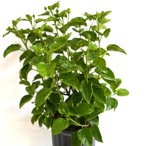 Red Dragon® Tropical Hibiscus - Houseplant - Nature Hills Nursery - 3 Container - 