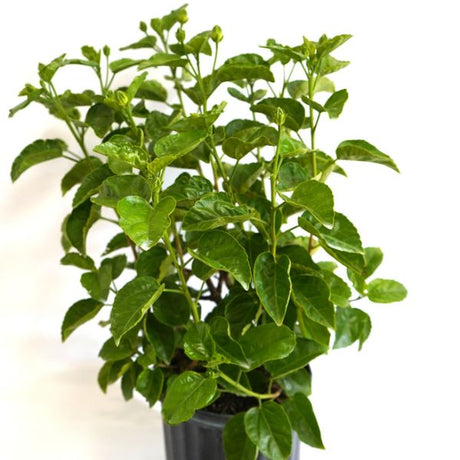 Red Dragon&reg; Tropical Hibiscus - Nature Hills Nursery - #3 Container - 