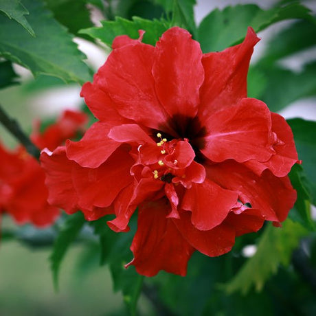 Red Dragon&reg; Tropical Hibiscus - Nature Hills Nursery - #3 Container - 