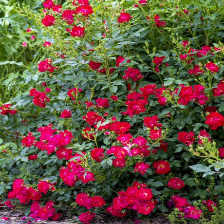 Red Ribbon Ground Cover Roses Drift Groundcover Roses - Low Growing, Easy Care Rose Bushes | Nature Hills