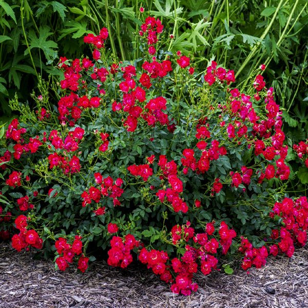 Drift 2 Gal. Red Rose Bush with Red Flowers