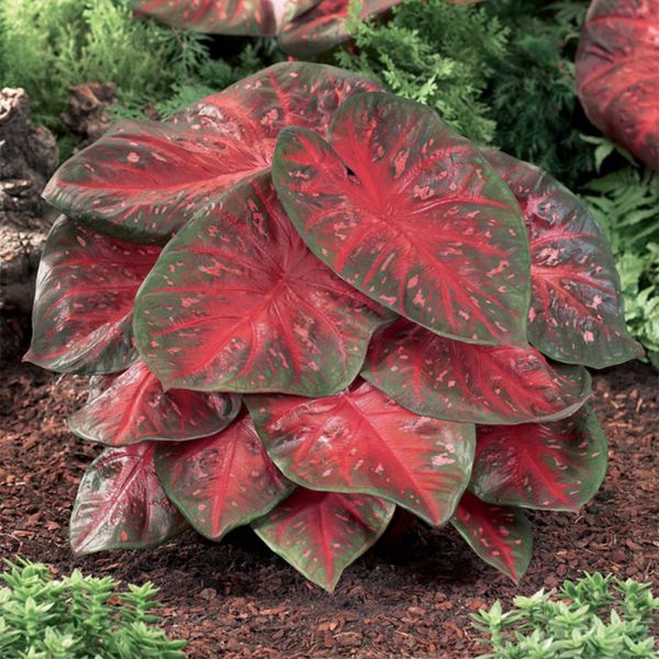 Red Flash Fancy Leaf Caladium - Bulbs - Nature Hills Nursery - 