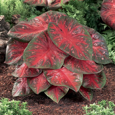 Red Flash Fancy Leaf Caladium - Bulbs - Nature Hills Nursery - 