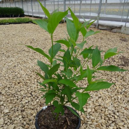 Close-up of white cornus flowers on Red Gnome Dogwood blooming in late spring.