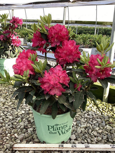 Potted Holdens Rhododendron flowering in a greenhouse setting with gravel and plants in the background