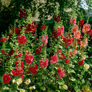 Red Hollyhocks - Nature Hills Nursery - 5 Pack Bareroot - 