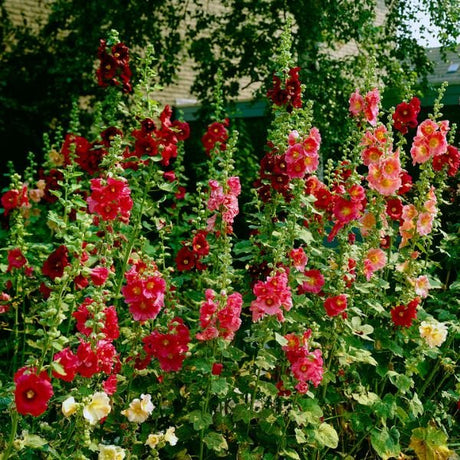 Red Hollyhocks - Nature Hills Nursery - 5 Pack Bareroot - 