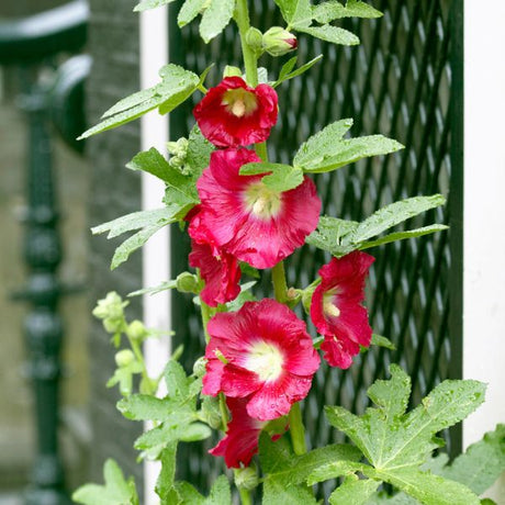 Red Hollyhocks