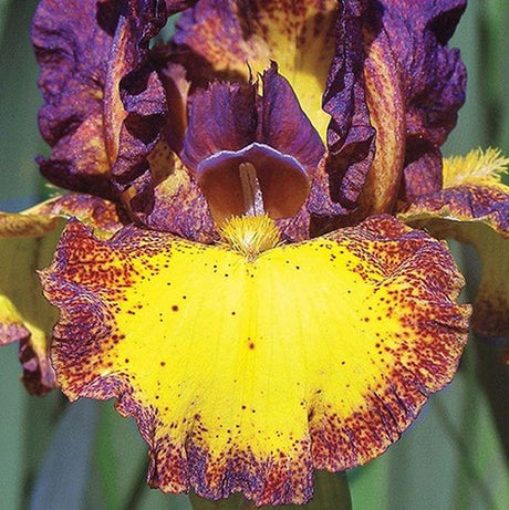 Red Hot Chili Tall Bearded Iris - Nature Hills Nursery - Bareroot - 
