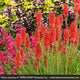 Plants Under $30