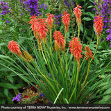 Red Hot Popsicle&trade; Dwarf Poker - Nature Hills Nursery - #1 Container - 