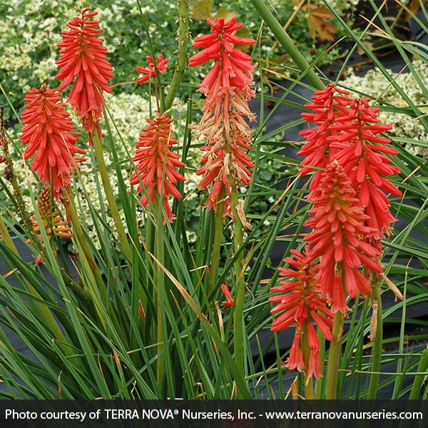 Red Hot Popsicle&trade; Dwarf Poker - Nature Hills Nursery - #1 Container - 