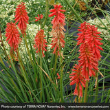 Red Hot Popsicle&trade; Dwarf Poker - Nature Hills Nursery - #1 Container - 