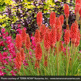 Red Hot Popsicle&trade; Dwarf Poker - Nature Hills Nursery - #1 Container - 