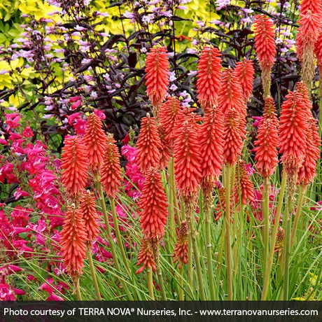 Red Hot Popsicle&trade; Dwarf Poker - Nature Hills Nursery - #1 Container - 