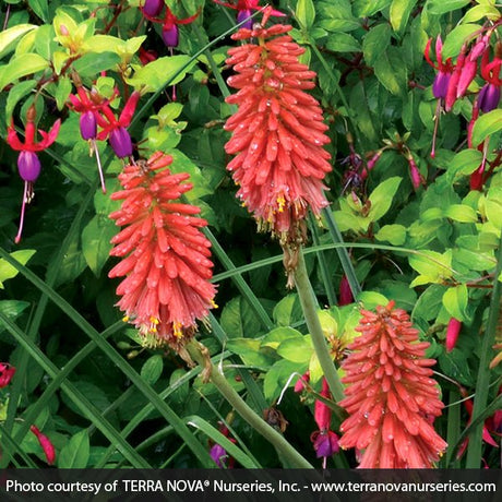 Red Hot Popsicle&trade; Dwarf Poker - Nature Hills Nursery - #1 Container - 