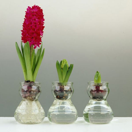 Red Hyacinth Artisan Glass Planter - Nature Hills Nursery - 1 Pack Bulb - 