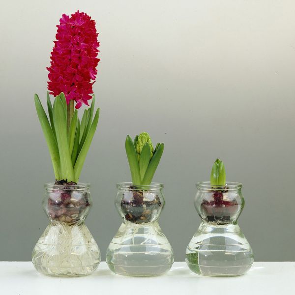 Red Hyacinth Artisan Glass Planter - Nature Hills Nursery - 1 Pack Bulb - 
