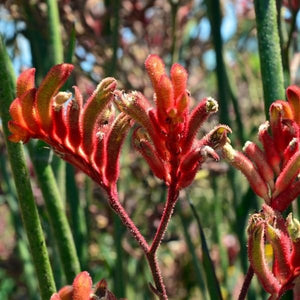 Red Kangaroo Paw - Nature Hills Nursery - #5 Container - 