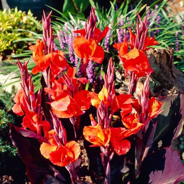 Red King Humbert Canna Lily Bloomed