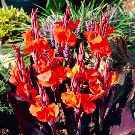 Red King Humbert Canna Lily Bloomed