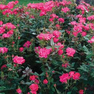 Red Knock Out® Shrub Rose (Rosa 'Radrazz'), a shrub featuring red flowers and deciduous.