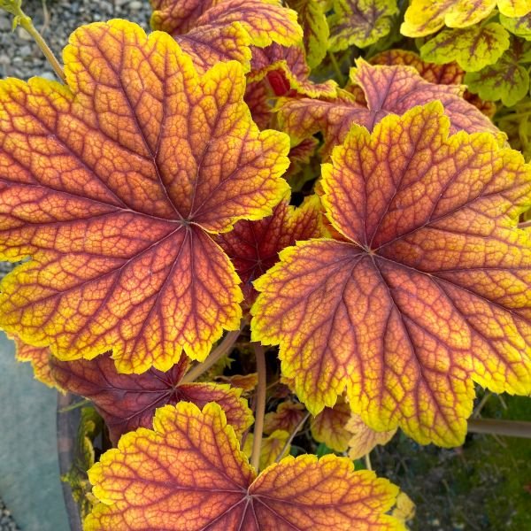 Red Lightning Coral Bells (Heuchera 'Red Lightning' PP27,767) planted in a residential landscape.
