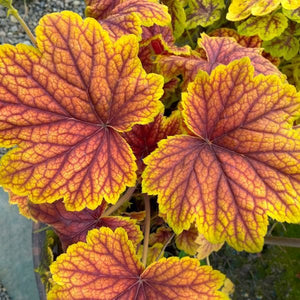 Red Lightning Coral Bells (Heuchera 'Red Lightning' PP27,767) planted in a residential landscape.
