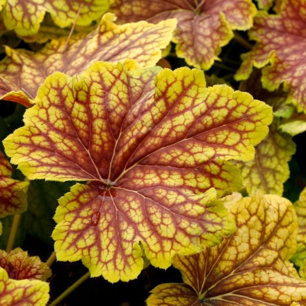 Close-up of white heuchera flowers on Red Lightning Coral Bells blooming in early summer to late summer.
