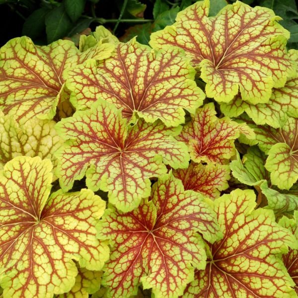 Perennial foliage of Red Lightning Coral Bells (Heuchera 'Red Lightning' PP27,767) in a garden setting.