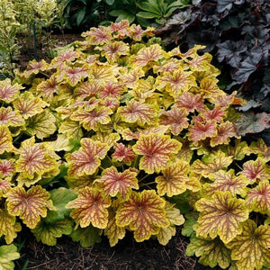 Red Lightning Coral Bells (Heuchera 'Red Lightning' PP27,767), a perennial featuring white flowers and perennial.