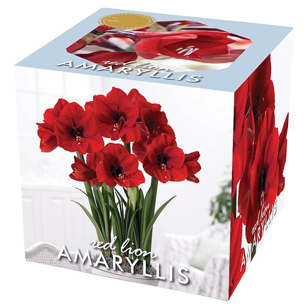 Red Lion Amaryllis - Nature Hills Nursery - Single Pack - 